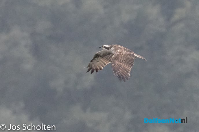 Zwerver - Foto: Ingezonden foto