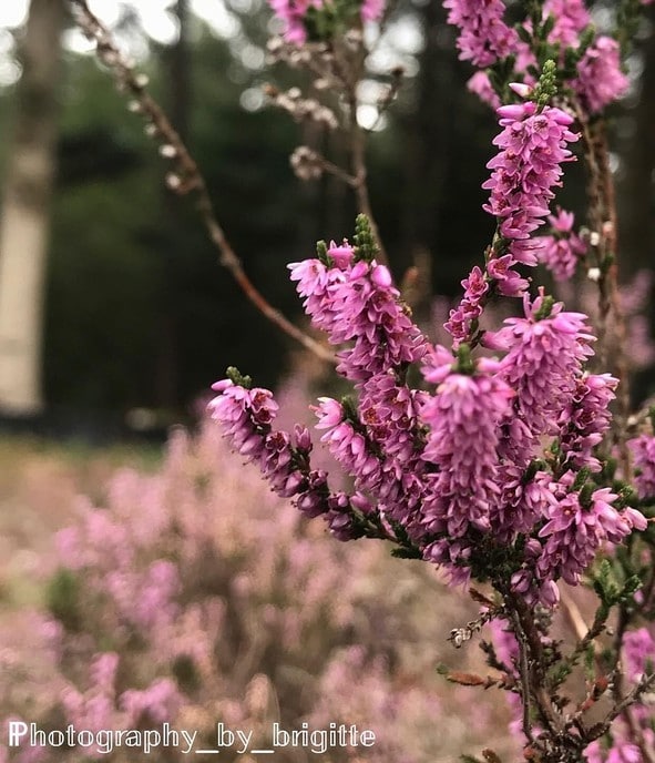 Prachtige heidefoto - Foto: Ingezonden foto