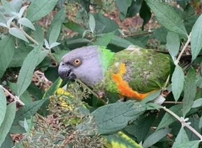 Papegaai vogel gevonden - Foto: Ingezonden foto