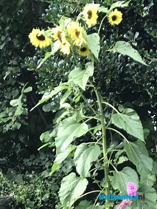 Boeket zonnebloemen - Foto: Ingezonden foto