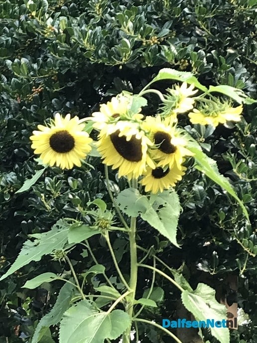 Boeket zonnebloemen - Foto: Ingezonden foto