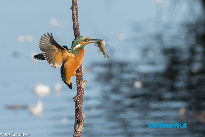 Kingfisher - Foto: Ingezonden foto