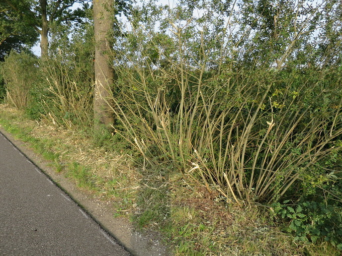 Hoe leer je het snoeien van wegbermen