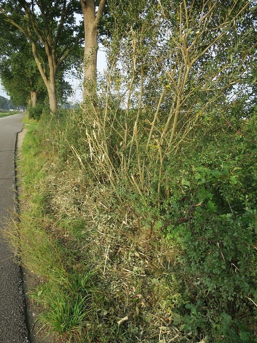 Hoe leer je het snoeien van wegbermen