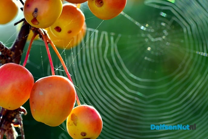 Herfst - Foto: Ben Jonkman
