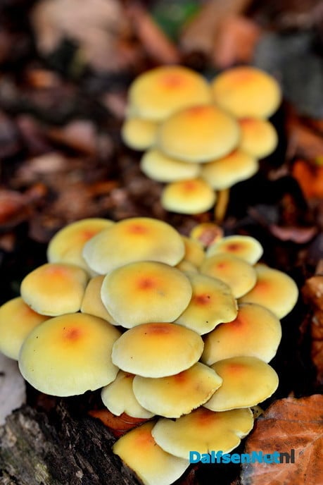 Herfst - Foto: Ben Jonkman