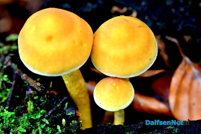 Herfst - Foto: Ben Jonkman