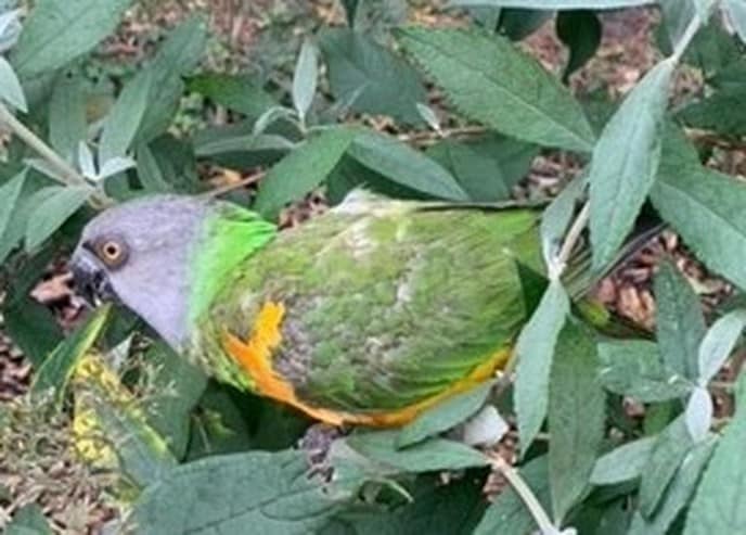 Papegaai vogel gevonden - Foto: Ingezonden foto