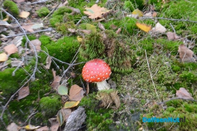 Paddenstoelen - Foto: Ingezonden foto