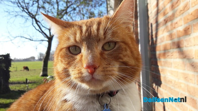 Kater Pim vermist - Foto: Ingezonden foto