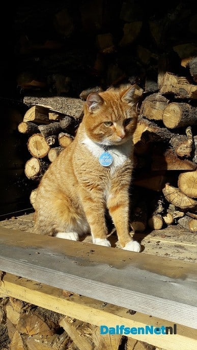 Kater Pim vermist - Foto: Ingezonden foto