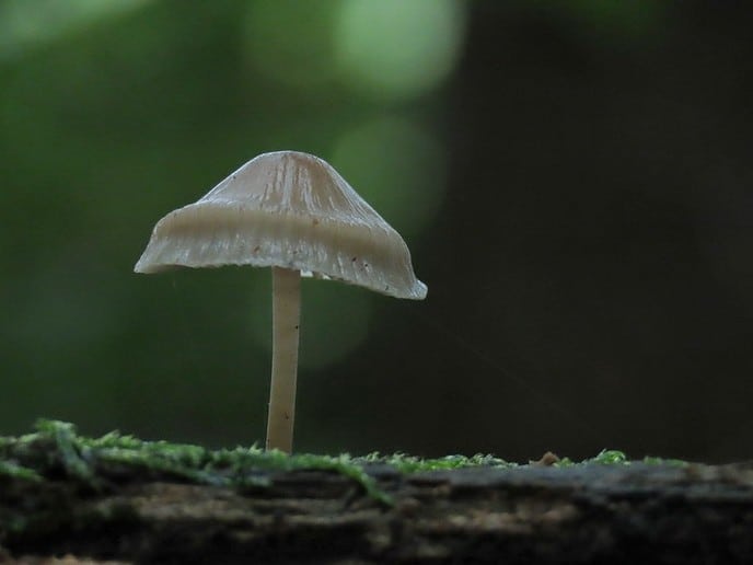 Herfst op de Horte - Foto: Ingezonden foto