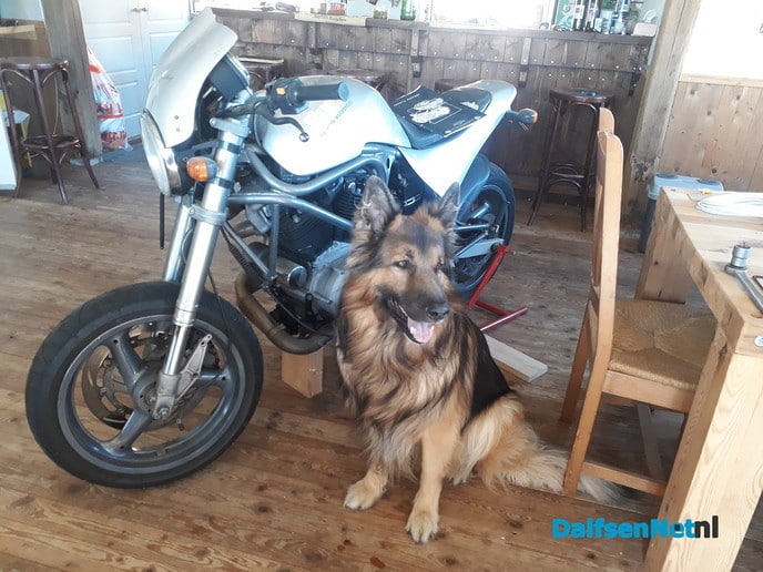 Herders hond vermist en weer thuis - Foto: Ingezonden foto