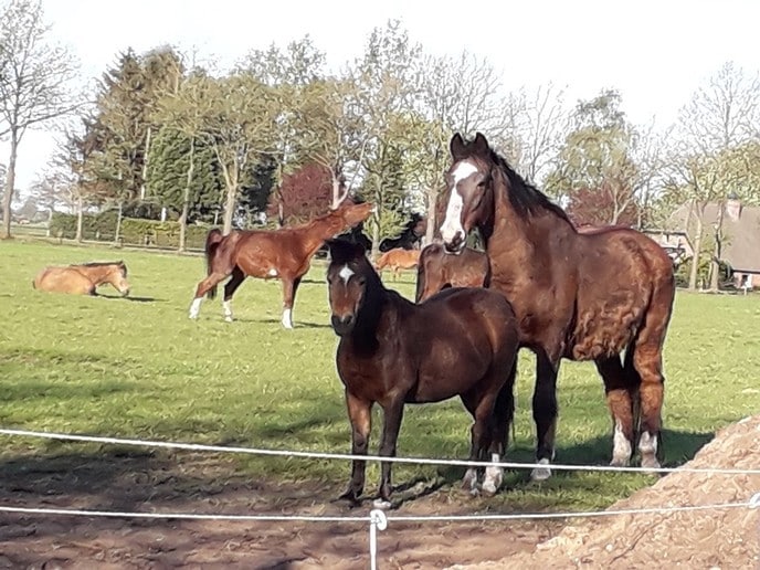 Paarden knuffelen en snuffelen en meer - Foto: Eigen geleverde foto