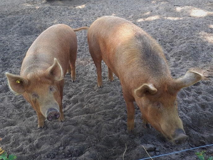Zondag is het de 90e internationale dierendag - Foto: William uit Dedemsvaart