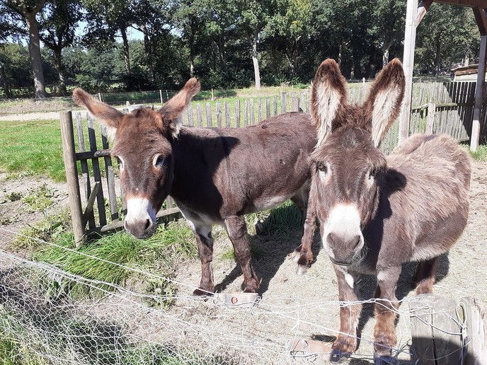 Zondag is het de 90e internationale dierendag - Foto: William uit Dedemsvaart