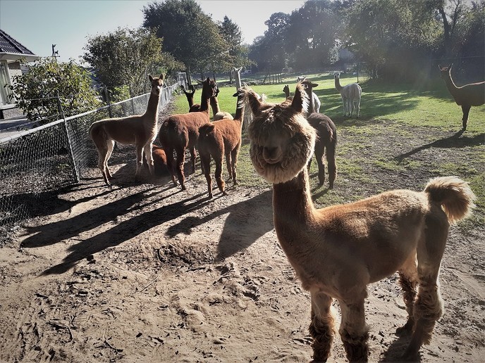 Zondag is het de 90e internationale dierendag - Foto: William uit Dedemsvaart