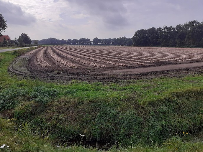 Uienoogst verloopt voorspoedig - Foto: William uit Dedemsvaart