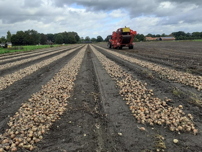Uienoogst verloopt voorspoedig - Foto: William uit Dedemsvaart