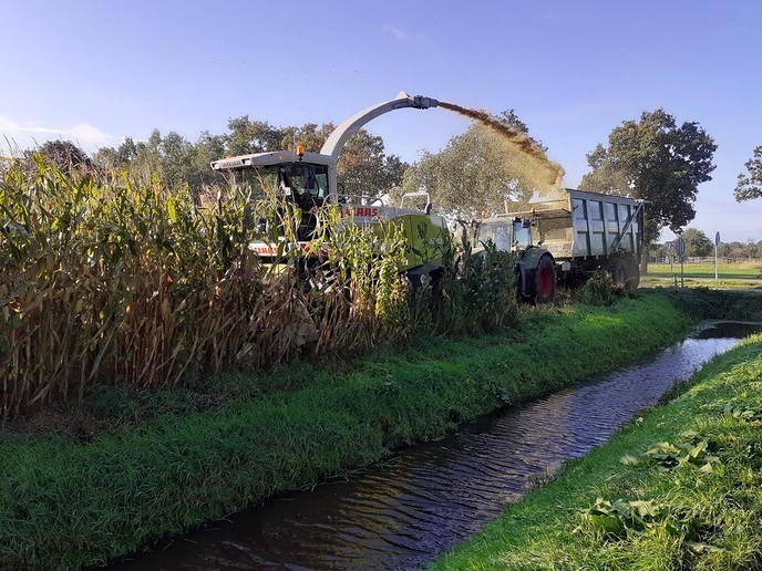 Maisoogst in volle gang langs de Middeldijk - Foto: William uit Dedemsvaart