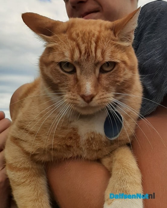 Kater Pim vermist - Foto: Ingezonden foto