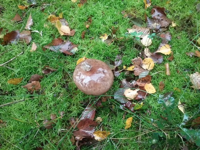 De natuur geeft nu prachtige paddenstoelen. - Foto: Ingezonden foto