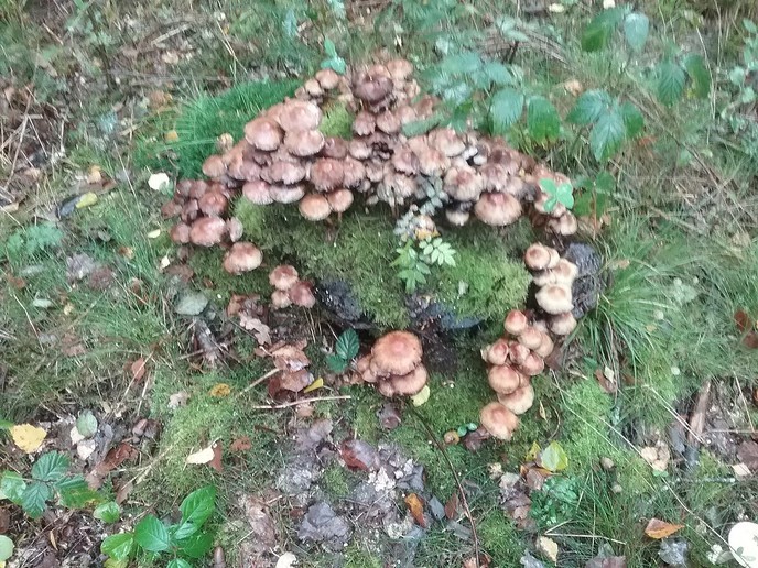 De natuur geeft nu prachtige paddenstoelen. - Foto: Ingezonden foto