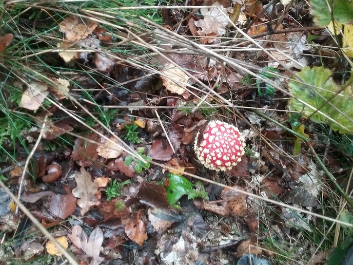 De natuur geeft nu prachtige paddenstoelen. - Foto: Ingezonden foto