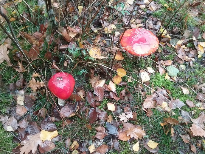 De natuur geeft nu prachtige paddenstoelen. - Foto: Ingezonden foto