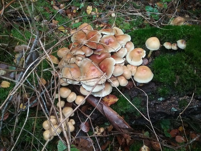 De natuur geeft nu prachtige paddenstoelen. - Foto: Ingezonden foto