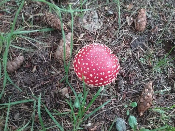 Paddenstoelen - Foto: Ingezonden foto