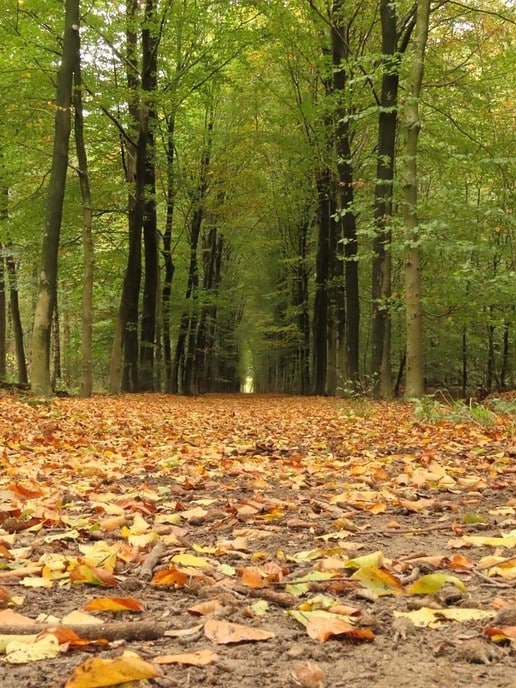 Herfst op de Horte - Foto: Ingezonden foto