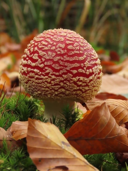 Herfst op de Horte - Foto: Ingezonden foto