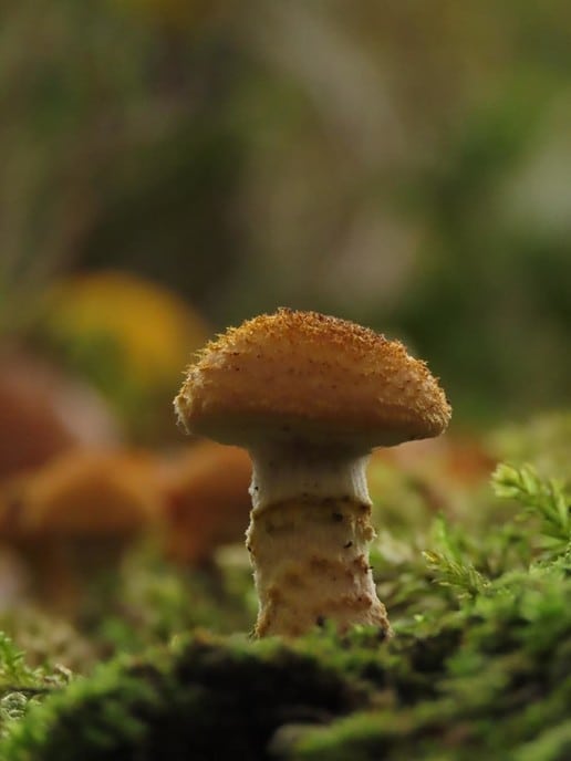 Herfst op de Horte - Foto: Ingezonden foto
