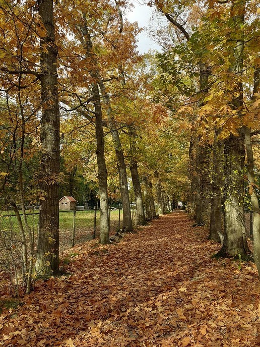  Herfsfoto’s Palthebos - Foto: William uit Dedemsvaart