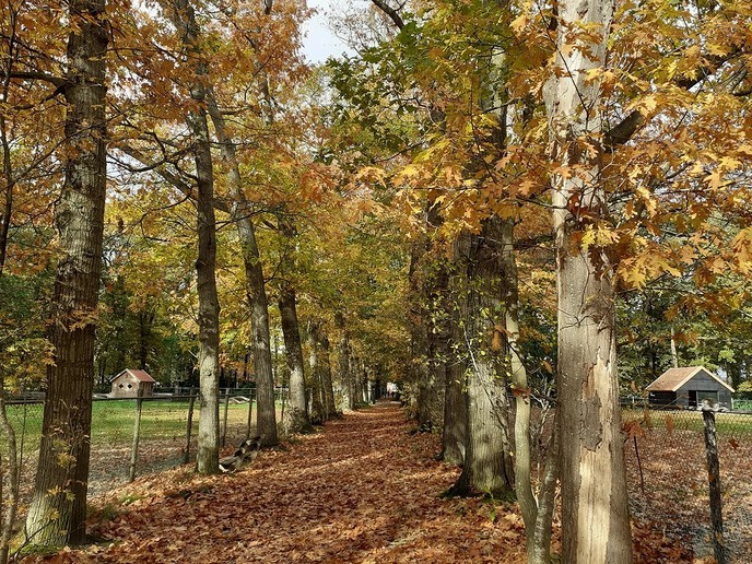  Herfsfoto’s Palthebos - Foto: William uit Dedemsvaart