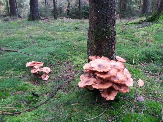 Paddenstoelen en meer - Foto: Ingezonden foto