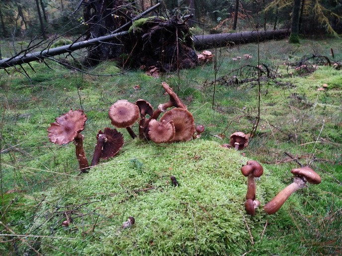 Paddenstoelen en meer - Foto: Ingezonden foto