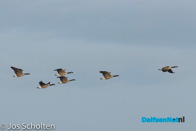 EuroBirdWatch - Foto: Ingezonden foto