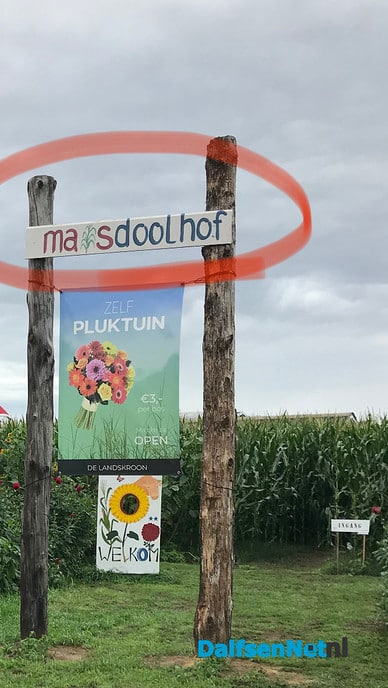 Lichtjeszoektocht in donker maïsdoolhof - Foto: Ingezonden foto