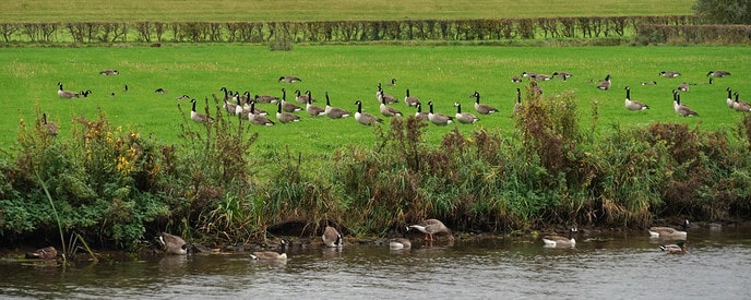 Ganzen houden van gras! - Foto: Paul Scholten