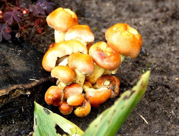 Zeldzaam in de tuin - Foto: Ingezonden foto