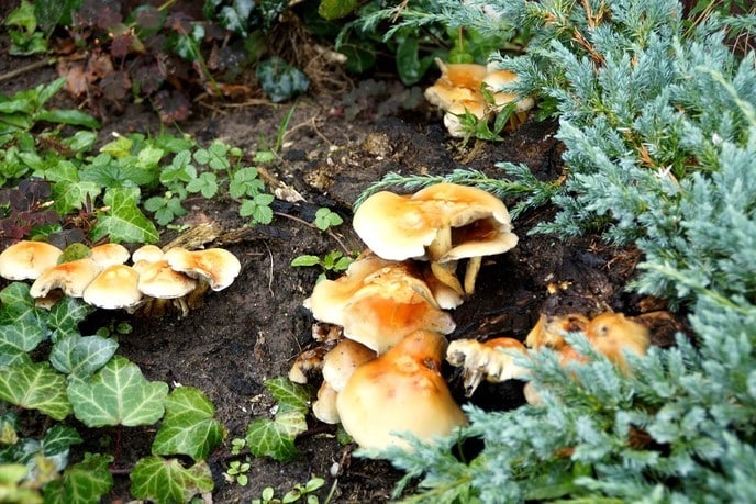Zeldzaam in de tuin - Foto: Ingezonden foto