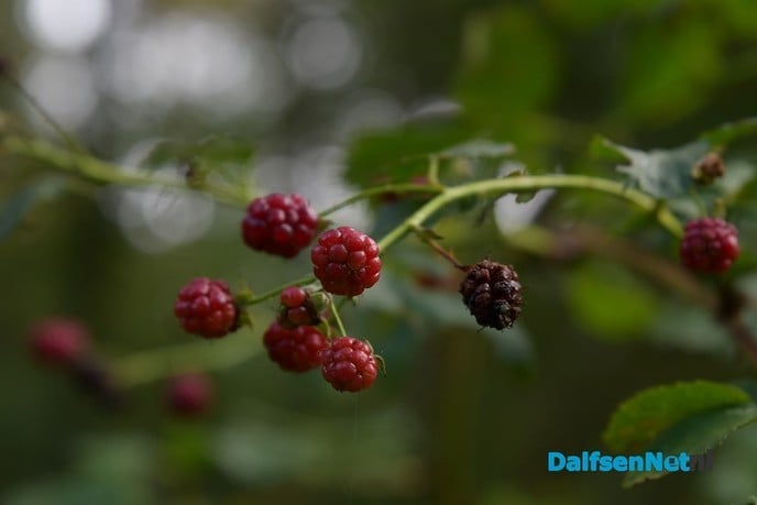 Herfst het kleurrijkste seizoen van het jaar - Foto: Johan Bokma