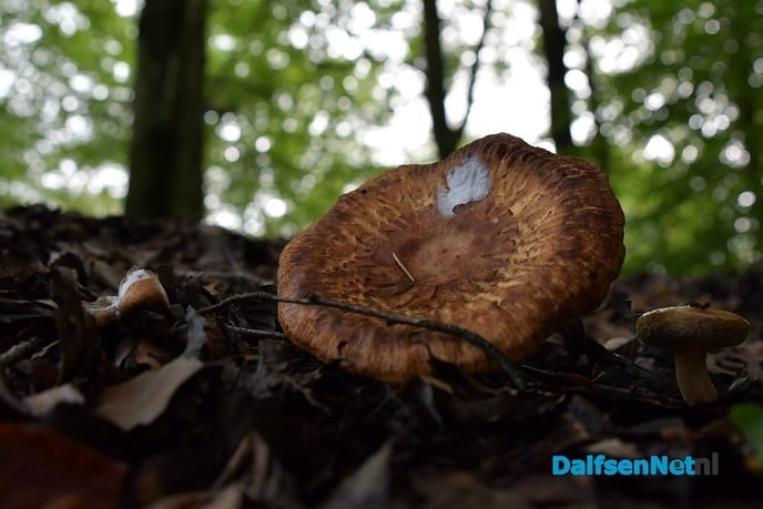 Herfst het kleurrijkste seizoen van het jaar - Foto: Johan Bokma