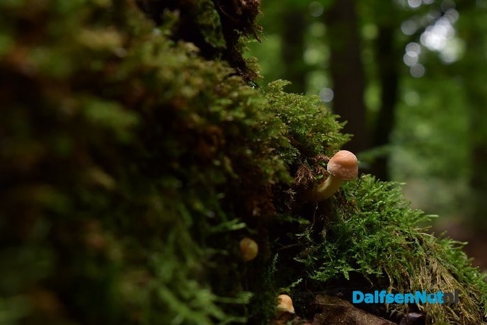 Herfst het kleurrijkste seizoen van het jaar - Foto: Johan Bokma