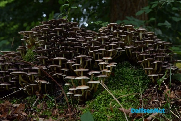 Herfst het kleurrijkste seizoen van het jaar - Foto: Johan Bokma