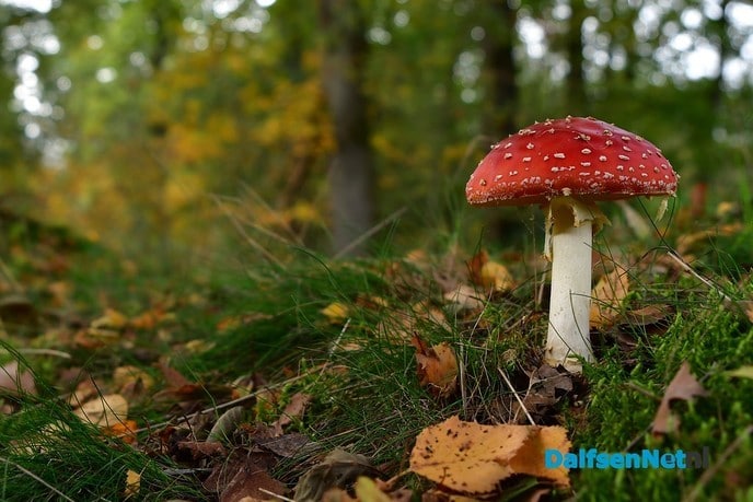 Herfst het kleurrijkste seizoen van het jaar - Foto: Johan Bokma