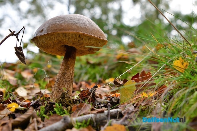 Herfst het kleurrijkste seizoen van het jaar - Foto: Johan Bokma