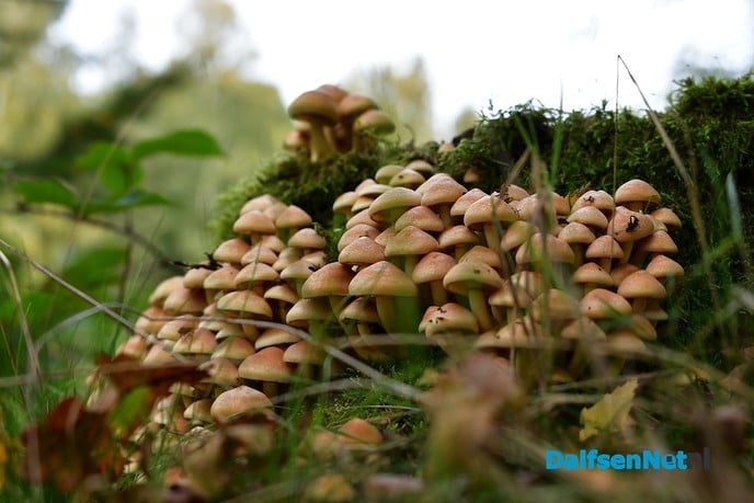 Herfst het kleurrijkste seizoen van het jaar - Foto: Johan Bokma